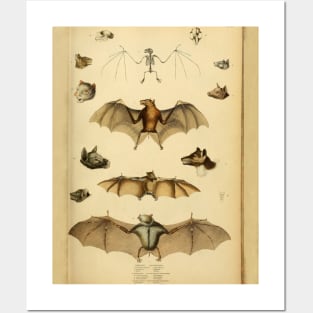 Bat 3 Rousette Vintage Wildlife Illustration Posters and Art